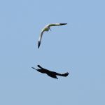 Avocet and Crow fighting