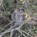 Long Eared Owl Dungeness