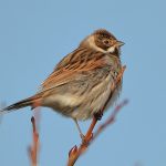 Male Reed Bunting Dungeness
