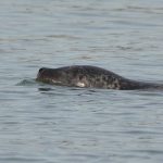 Seal at Warsash Hampshire