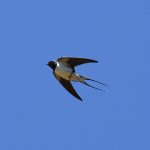 Swallow in flight at Dungeness