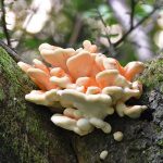 Fungus in Woodland Hothfield