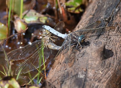 Keeled Skimmers mating