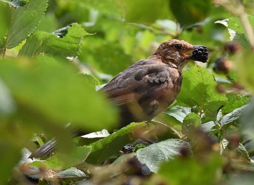 Juvenile Blackbird eating Blackberry