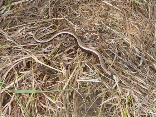 Young Slow Worm