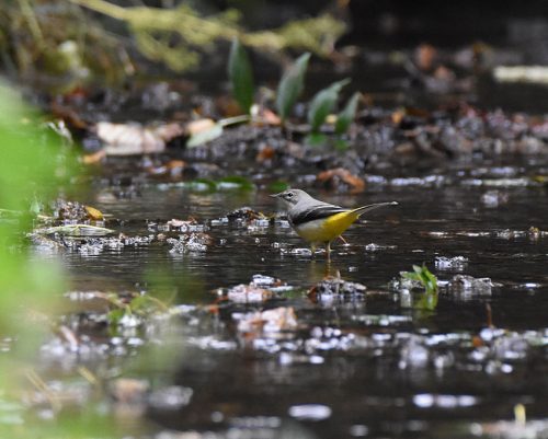 Grey Wagtail in Stream