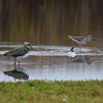 lapwing and redshank