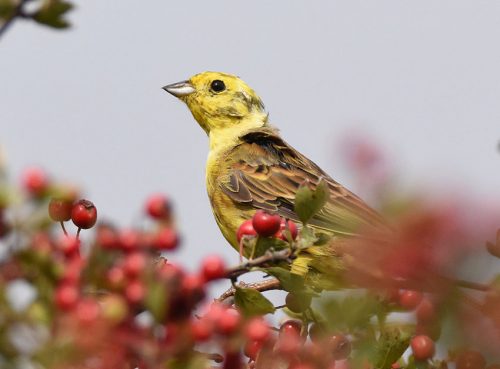 Yellowhammer in Hedgerow