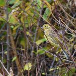 Yellowhammer in Hedgerow