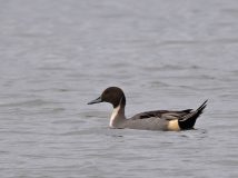 Pintail at Oare