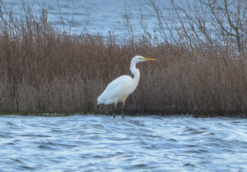 Great White Egret at Dungeness
