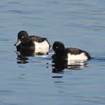 Tufted Ducks at Conningbrook