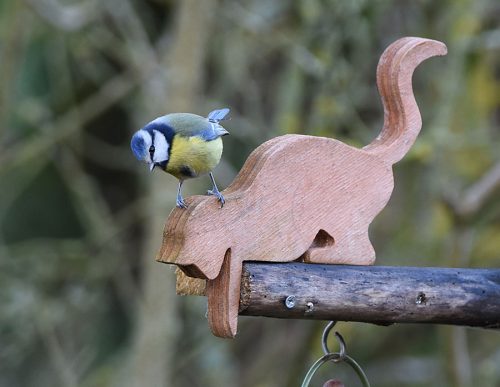 Blue Tit on top of feeders