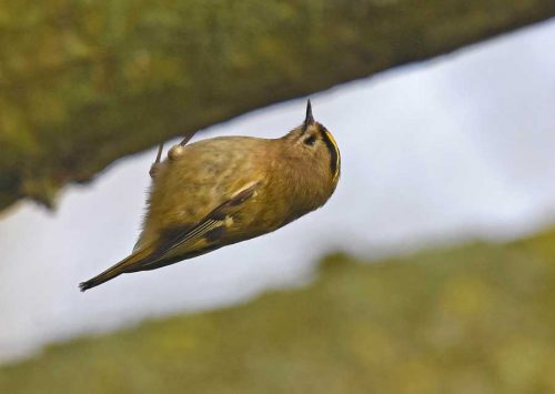 Goldcrest at Conningbrook Lakes
