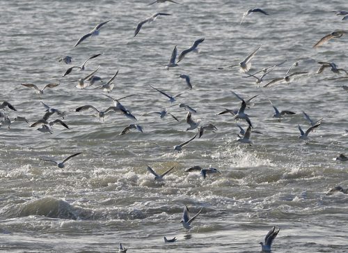 Gulls at Dungeness Point