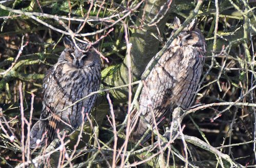 Two Long Eared Owls Dungeness