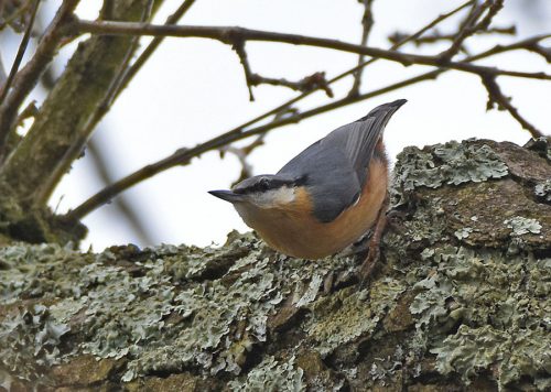 Nuthatch early Spring