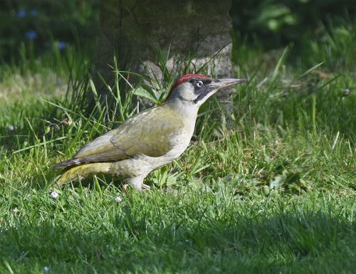 Male Green Woodpecker in Garden