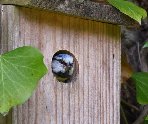 Blue Tit looking out of Bird Box