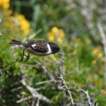 Male Reed Bunting- jumping-