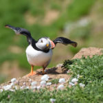 Puffin-spreading-wings