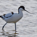 Avocet-at-Dungeness