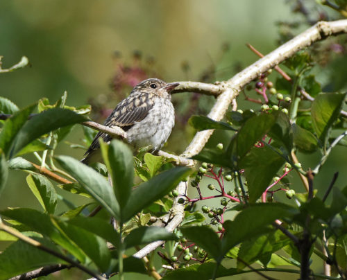 Fledged Spotted Flycatcher