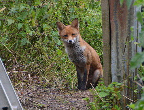 Fox in Garden