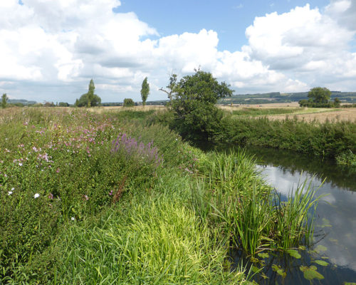 Great Stour between Conningbrook and Wye