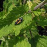 Ladybird-Larvae