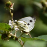 Large-White-Butterfly