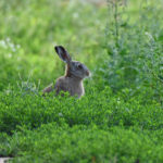 Leveret Hare