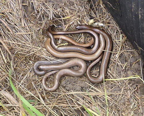 slow worms under mat