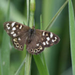 Speckled-Wood