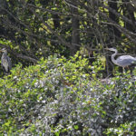 Two Herons ready to roost