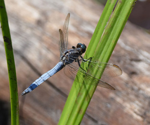 Wide bodied Chaser