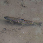 Young Wild Trout