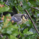Young Blue Tit