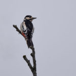 Woodpecker on top branch of tree