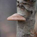 Birch-Fungi