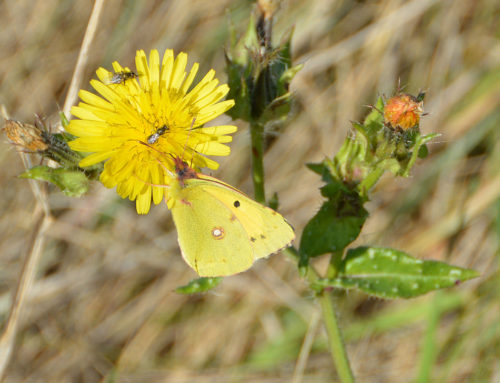 Clouded Yellow Butterfly in November