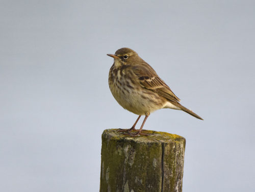 Meadow Pipit on post