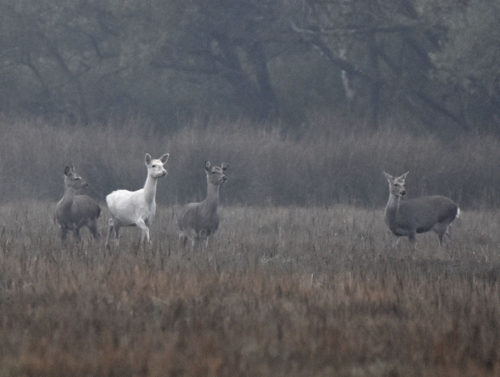 White Deer at Arne
