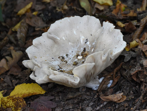 White Fungi at Arne