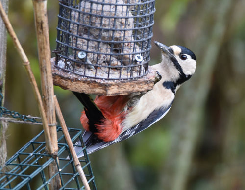 Great Spotted Woodpecker at Fat-Balls