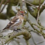 Redpoll New Forest