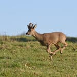 Wild Deer Bishop's Waltham