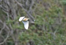 Squacco Heron in flight