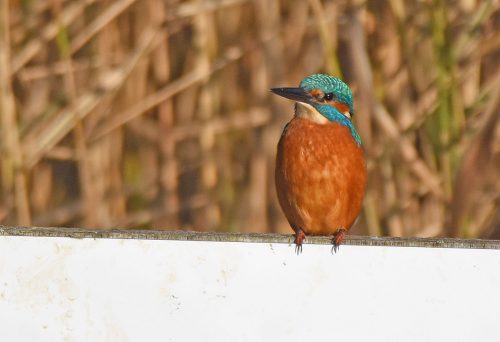 Kingfisher on sign 'Titchfield Haven