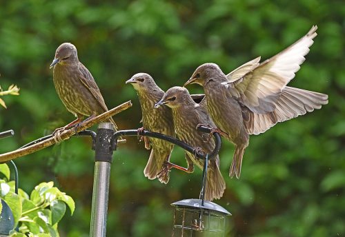 Young Starlings